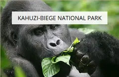 Kahuzi-Biege National Park - Leisure Facilities - Hotels, Restaurants and Leisure - Consumer Services - Consumer Discretionary - Easy Price Book Rwanda