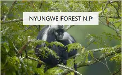 Nyungwe Forest National Park - Leisure Facilities - Hotels, Restaurants and Leisure - Consumer Services - Consumer Discretionary - Easy Price Book Rwanda
